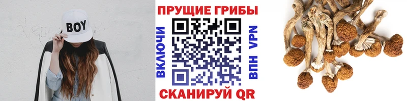 Псилоцибиновые грибы Psilocybine cubensis  хочу   Верхний Тагил 